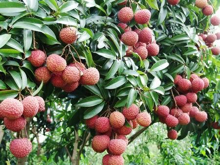 强直性脊柱炎患者要如何进行饮食 强直性脊柱炎患者要如何进行饮食